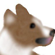 Corgi Flop
