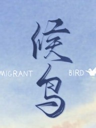 Migrant Bird