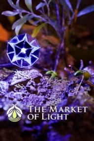 The Market of Light