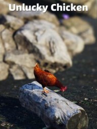 Unlucky Chicken